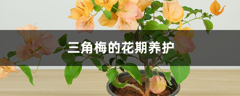 三角梅的花期养护 三角梅的花期养护