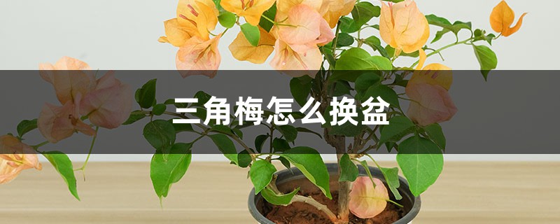三角梅怎么换盆 三角梅怎么换盆