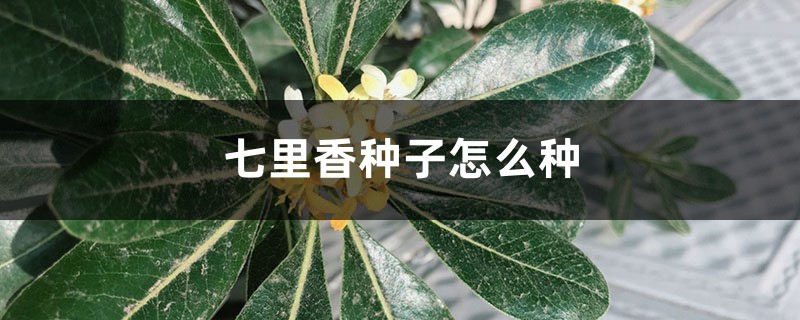 七里香种子怎么种 七里香种子怎么种