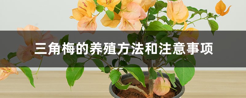 三角梅的养殖方法和注意事项 三角梅的养殖方法和注意事项