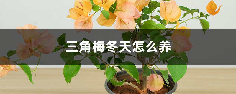 三角梅冬天怎么养 三角梅冬天怎么养