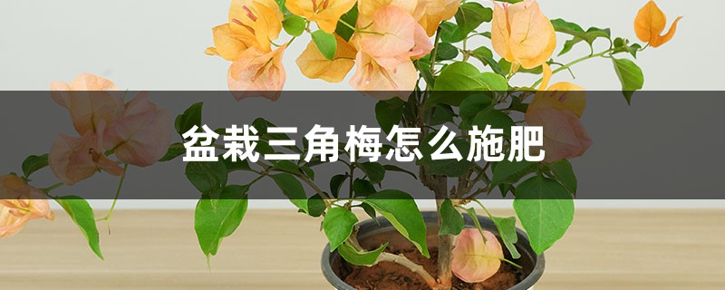 盆栽三角梅怎么施肥