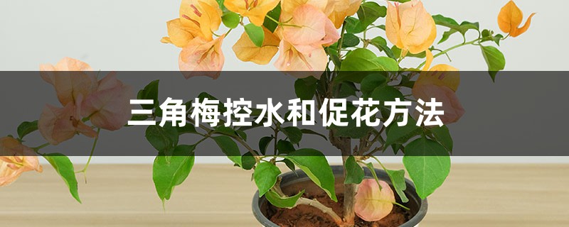 三角梅控水和促花方法