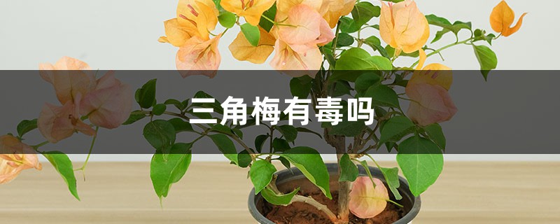 三角梅有毒吗? 三角梅有毒吗?