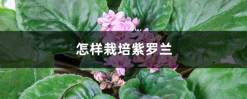 怎样栽培紫罗兰 怎样栽培紫罗兰