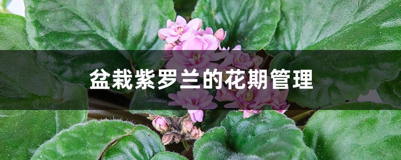 盆栽紫罗兰的花期管理 盆栽紫罗兰的花期管理