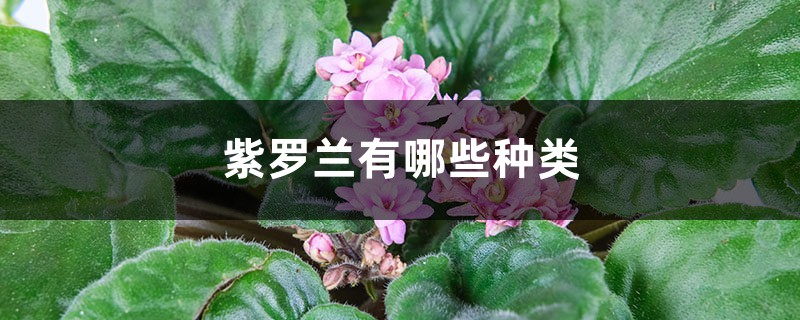 紫罗兰有哪些种类 紫罗兰有哪些种类