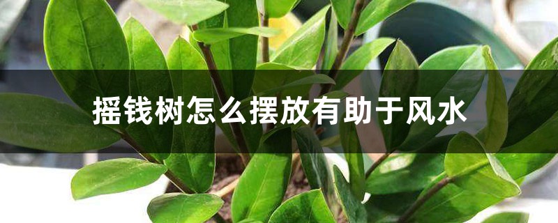 摇钱树怎么摆放有助于风水 摇钱树怎么摆放有助于风水