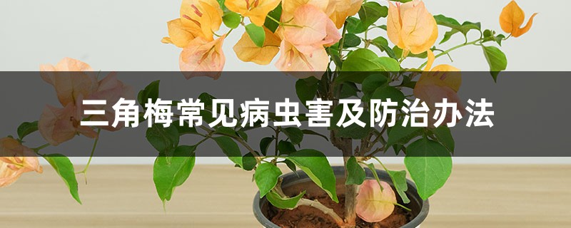三角梅常见病虫害及防治办法 三角梅常见病虫害及防治办法