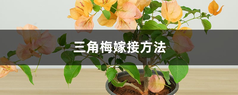 三角梅嫁接方法 三角梅嫁接方法