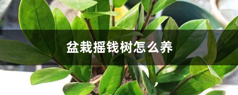 盆栽摇钱树怎么养 盆栽摇钱树怎么养