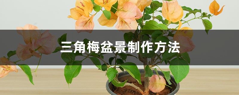 三角梅盆景制作方法 三角梅盆景制作方法