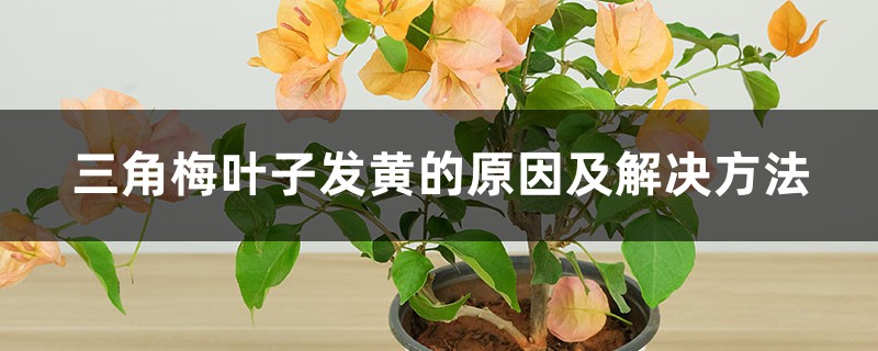 三角梅叶子发黄的原因及解决方法 三角梅叶子发黄的原因及解决方法