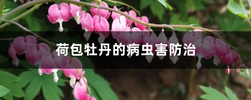 荷包牡丹的病虫害防治 荷包牡丹的病虫害防治