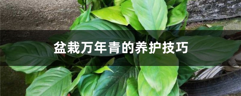盆栽万年青的养护技巧 盆栽万年青的养护技巧