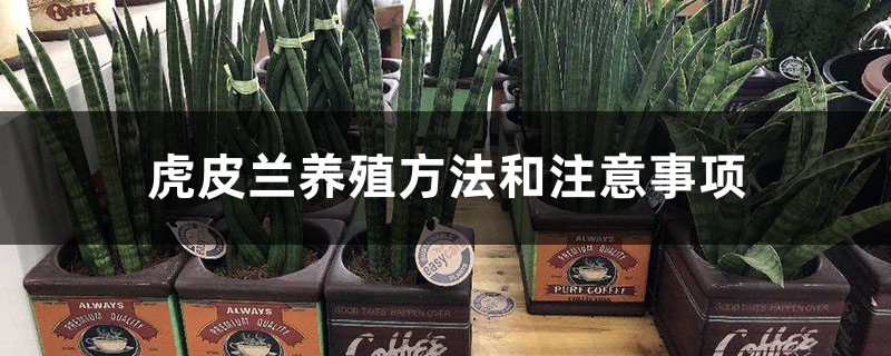 虎皮兰养殖方法和注意事项 虎皮兰养殖方法和注意事项