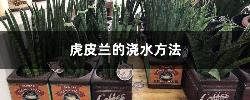 虎皮兰的浇水方法 虎皮兰的浇水方法