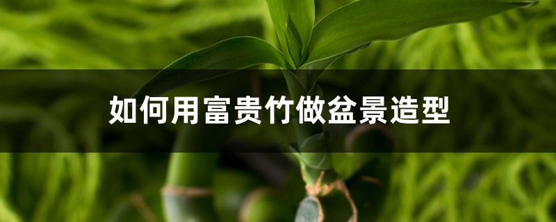 如何用富贵竹做盆景造型 如何用富贵竹做盆景造型