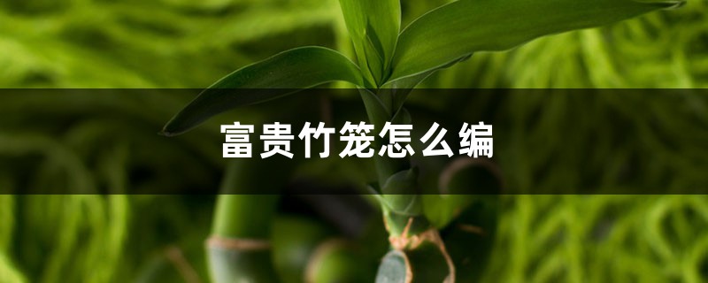 富贵竹笼怎么编 富贵竹笼怎么编