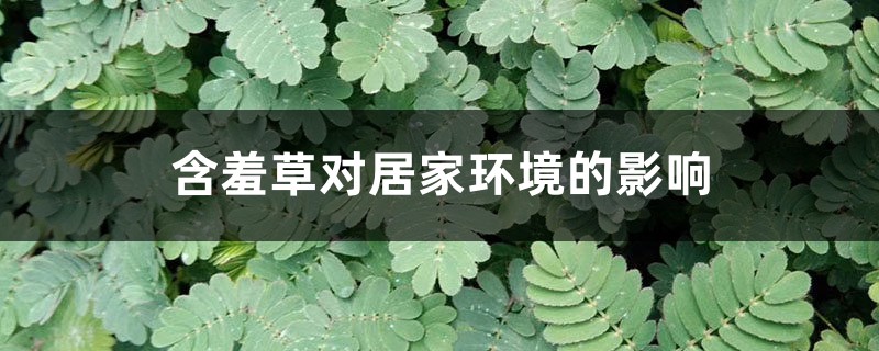 含羞草对居家环境的影响 含羞草对居家环境的影响
