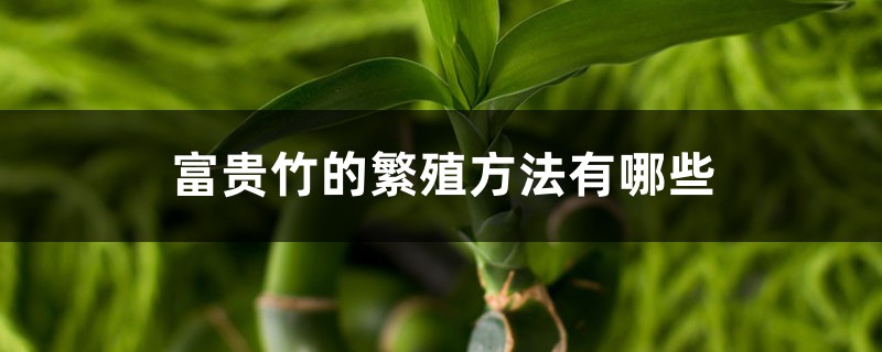 富贵竹的繁殖方法 富贵竹的繁殖方法