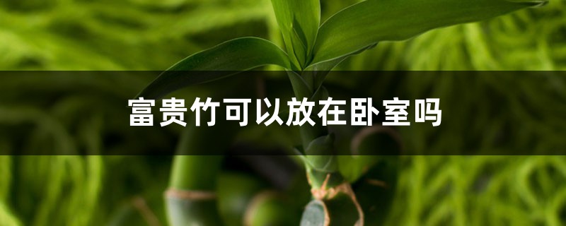 富贵竹可以放在卧室吗 富贵竹可以放在卧室吗