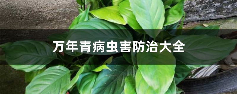 万年青病虫害防治大全 万年青病虫害防治大全