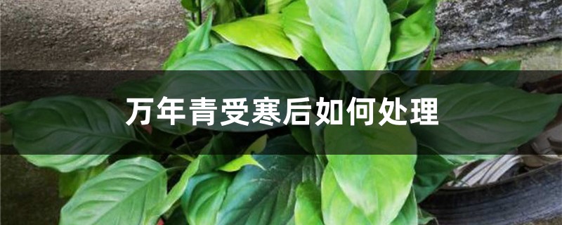 万年青受寒后如何处理 万年青受寒后如何处理