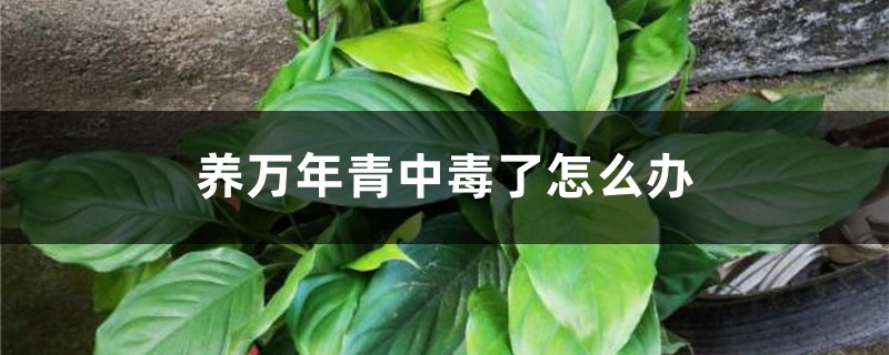 养万年青中毒了怎么办 养万年青中毒了怎么办