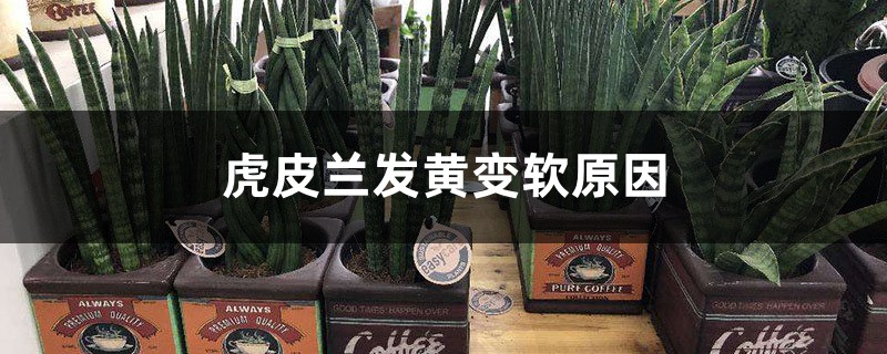 虎皮兰发黄变软原因 虎皮兰发黄变软原因