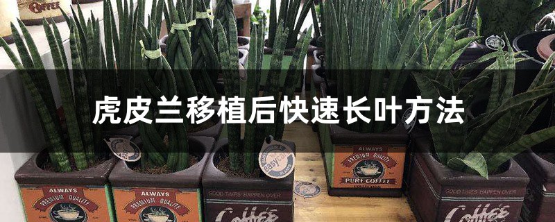虎皮兰移植后快速长叶方法 虎皮兰移植后快速长叶方法