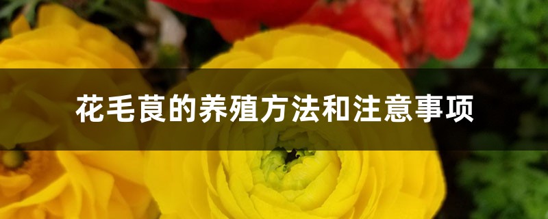 花毛茛的养殖方法和注意事项 花毛茛的养殖方法和注意事项