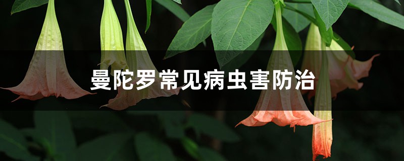 曼陀罗常见病虫害防治 曼陀罗常见病虫害防治