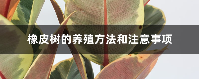 橡皮树的养殖方法和注意事项 橡皮树的养殖方法和注意事项