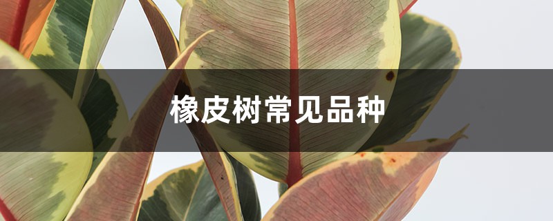 橡皮树常见品种 橡皮树常见品种