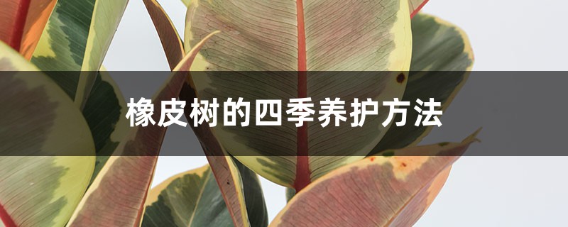 橡皮树的四季养护方法 橡皮树的四季养护方法