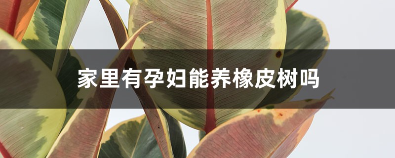 家里有孕妇能养橡皮树吗 家里有孕妇能养橡皮树吗
