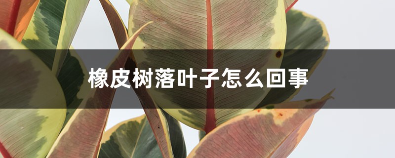 橡皮树落叶子怎么回事 橡皮树落叶子怎么回事