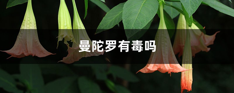 曼陀罗有毒吗 曼陀罗有毒吗
