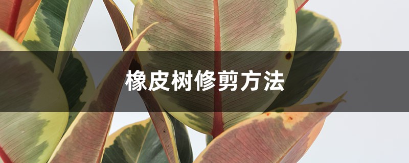 橡皮树修剪方法 橡皮树修剪方法