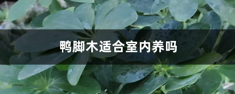 鸭脚木适合室内养吗 鸭脚木适合室内养吗