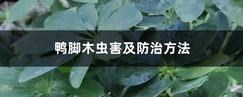鸭脚木虫害及防治方法 鸭脚木虫害及防治方法