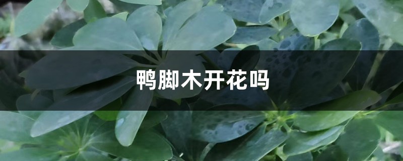 鸭脚木开花吗 鸭脚木开花吗