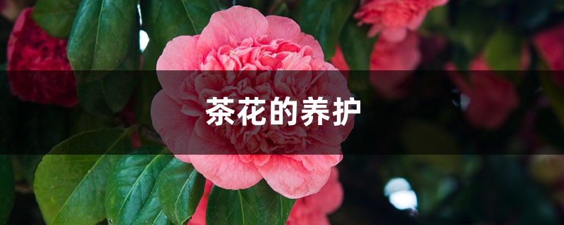 茶花的养护 茶花的养护