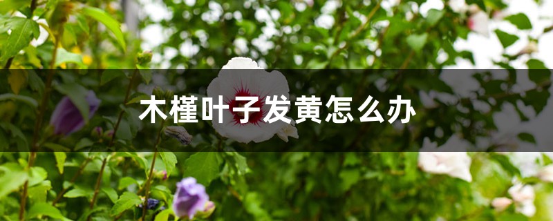 木槿叶子发黄怎么办 木槿叶子发黄怎么办