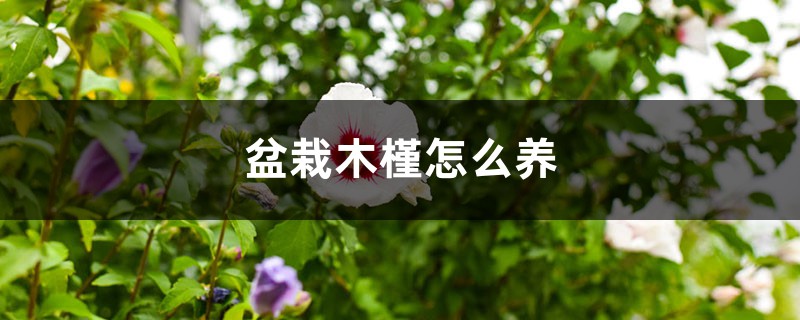 盆栽木槿怎么养 盆栽木槿怎么养