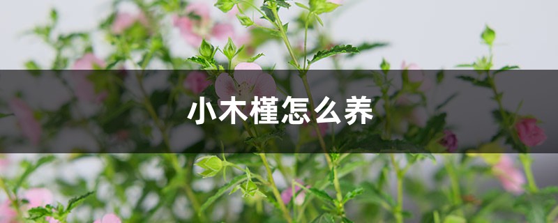 小木槿怎么养 小木槿怎么养