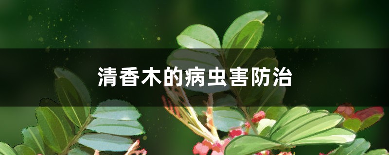 清香木的病虫害防治 清香木的病虫害防治