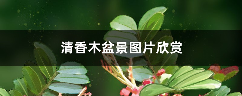 清香木盆景图片欣赏 清香木盆景图片欣赏