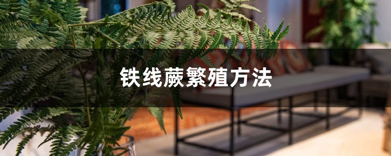 铁线蕨繁殖方法 铁线蕨繁殖方法